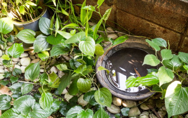 How to Identify and Eliminate Mosquito Breeding Hotspots in Singapore How to Identify and Eliminate Mosquito Breeding Hotspots in Singapore